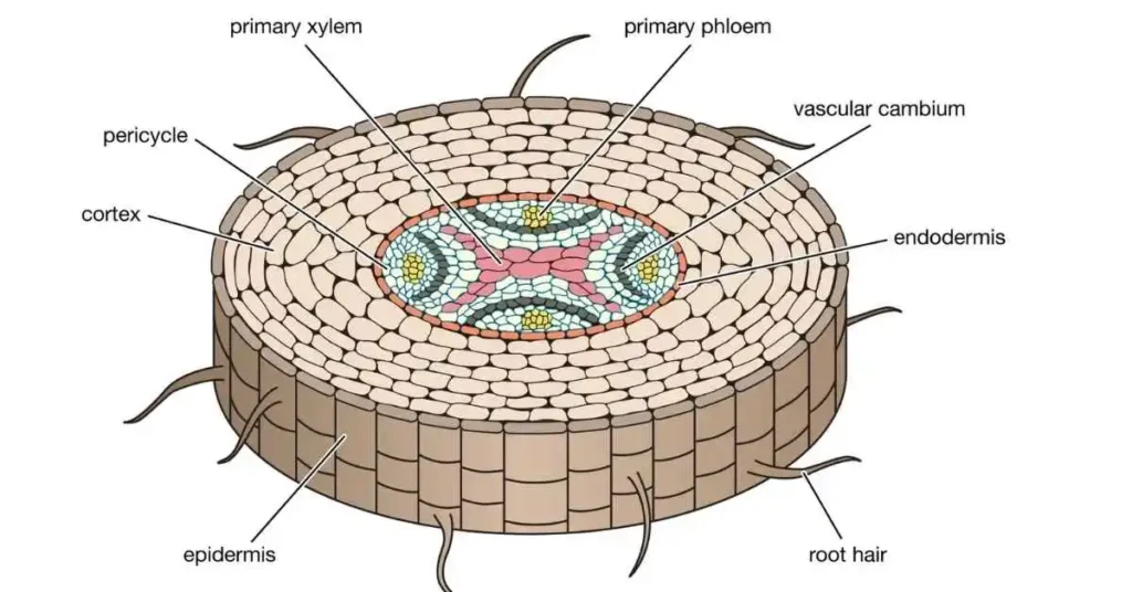 Xylem In Plants.
Xylem WhatsApp Group Links